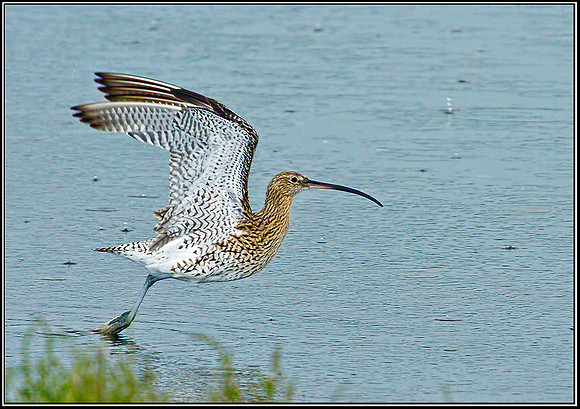 Eurasian Curlew (Numenius arquata), Upton Warren Flashes, 25 August 2012