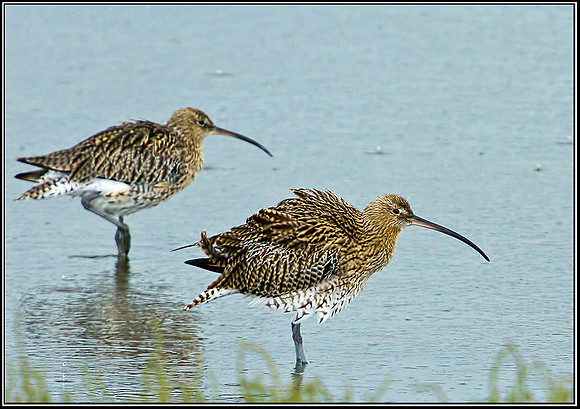 Eurasian Curlew (Numenius arquata), Upton Warren Flashes, 25 August 2012