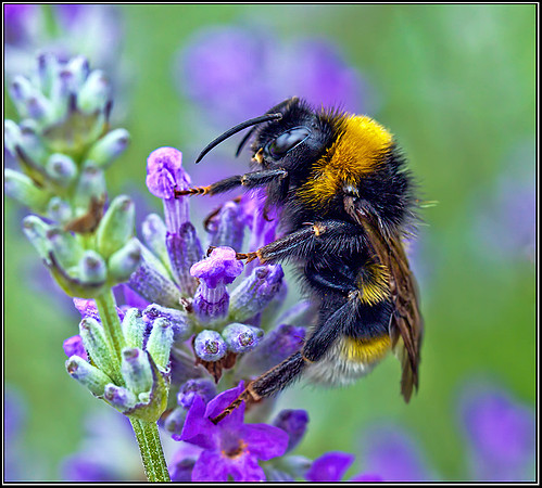 Male Gypsy Cuckoo Bumblebee, Bromsgrove, 01 July 2012