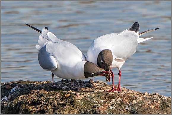Black-headed Gulls (Chroicocephalus ridibundus).