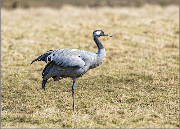 Common Crane (Grus grus).