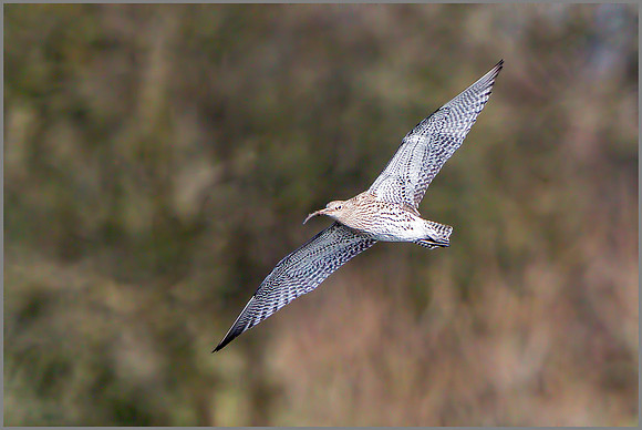 Curlew (Numenius arquata).