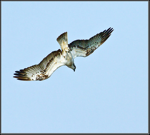 Osprey, Upton Warren NR, 03 September 2012