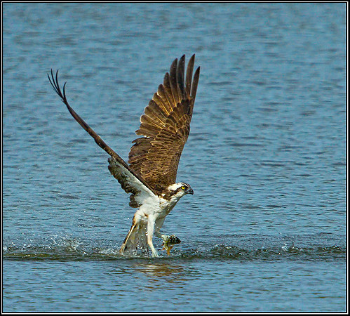 Osprey, Upton Warren NR, 03 September 2012