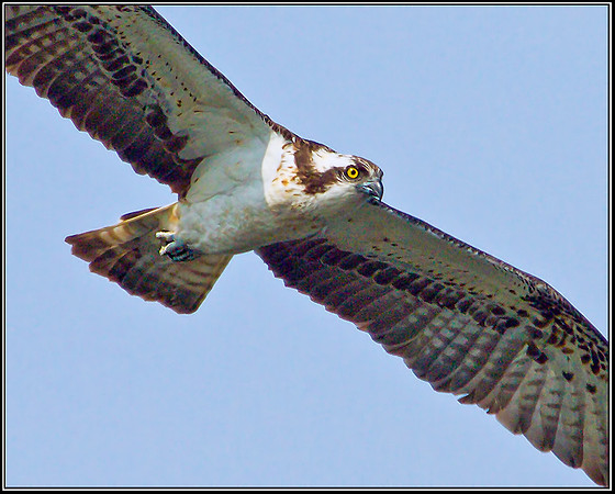 Osprey, Upton Warren NR, 03 September 2012