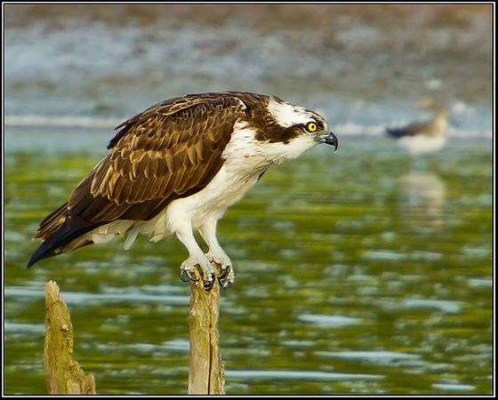 Osprey, Upton Warren NR, 03 September 2012