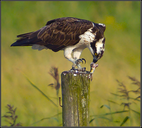 Osprey, Upton Warren NR, 03 September 2012