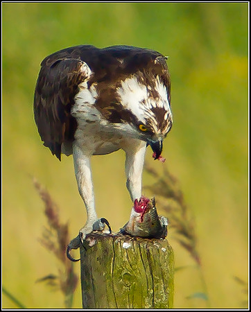 Osprey, Upton Warren NR, 03 September 2012