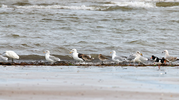 Great Blacked-back Gull - Larus marinus, Norfolk, September 2022