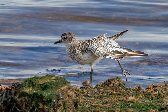 Grey Plover - Pluvialis squatarola, Norfolk, September 2022