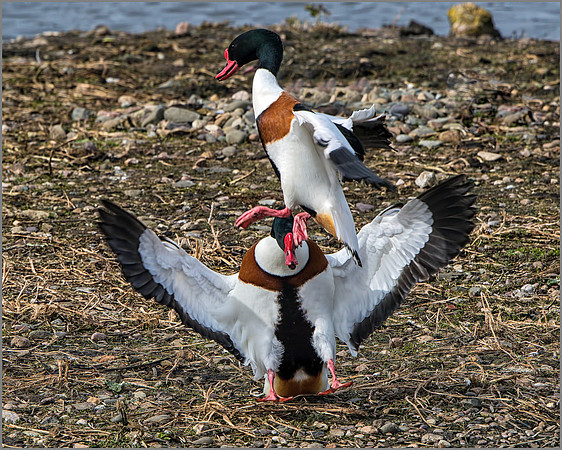 Shelducks (Tadorna tadorna).