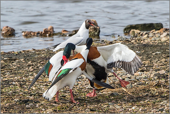 Shelducks (Tadorna tadorna).