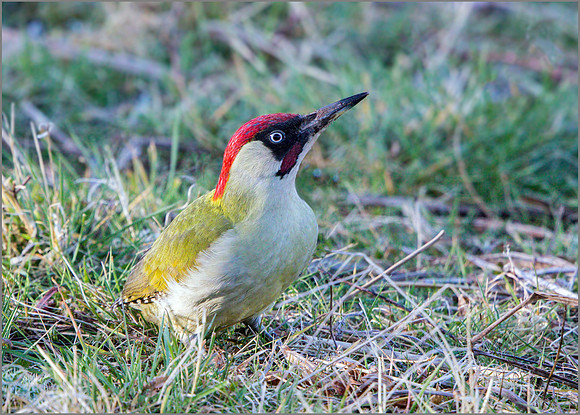 Green Woodpecker (Picus viridis).