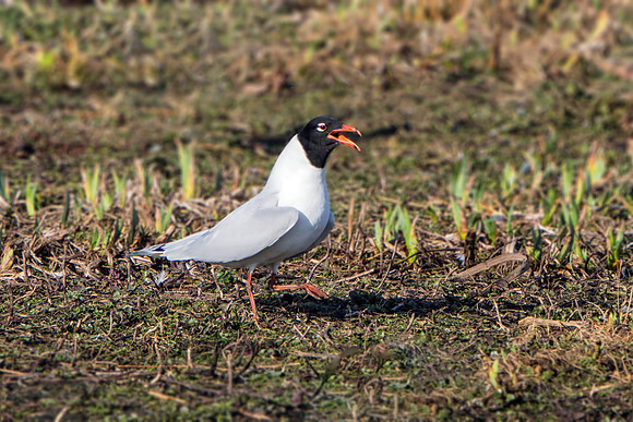 Mediterranean Gull (Larus melanocephalus).