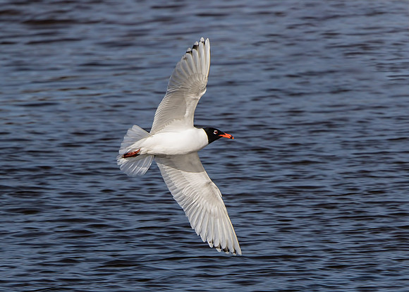 Mediterranean Gull (Larus melanocephalus).