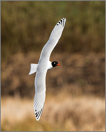 Mediterranean Gull (Larus melanocephalus).