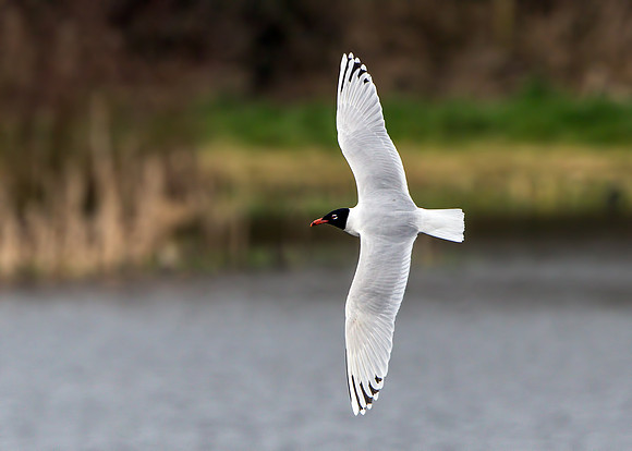 Mediterranean Gull (Larus melanocephalus).