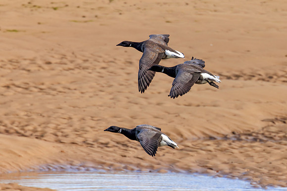 Dark-bellied Brent Geese - Branta bernicla bernicla, Norfolk, September 2022