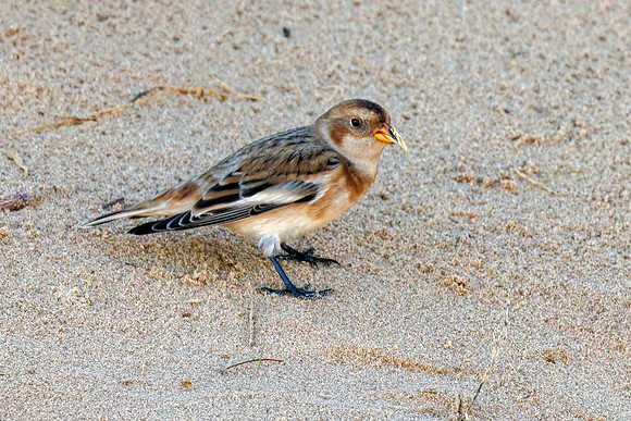 Snow Bunting - Plectrophenax nivalis, Norfolk, September 2022