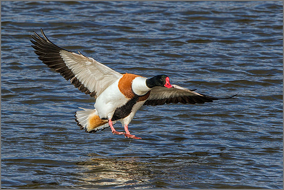 Drake Common Shelduck (Tadorna tadorna).