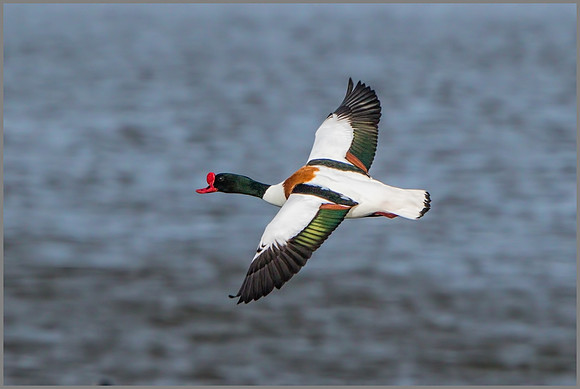 Drake Common Shelduck (Tadorna tadorna).