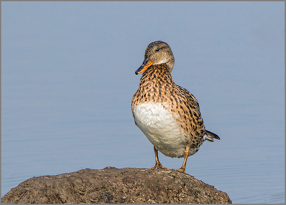 Female Gadwall (Anas strepera).