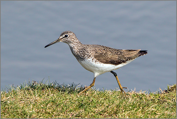 Green Sandpiper (Tringa ochropus).