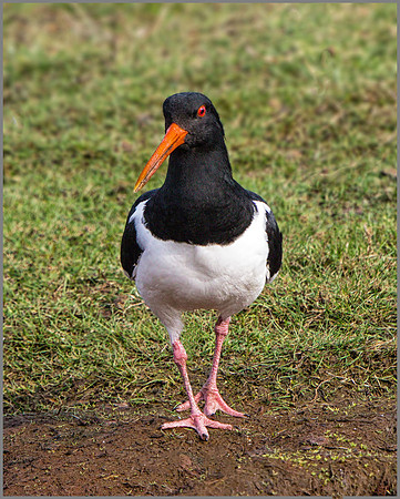 Eurasian Oystercatcher (Haematopus ostralegus).