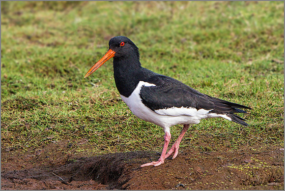 Eurasian Oystercatcher (Haematopus ostralegus).