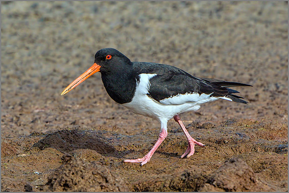 Eurasian Oystercatcher (Haematopus ostralegus).