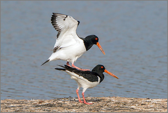 Eurasian Oystercatchers (Haematopus ostralegus).