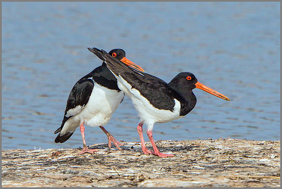 Eurasian Oystercatchers (Haematopus ostralegus).