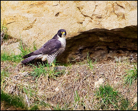 Peregrine, Shropshire, 09 April 2010