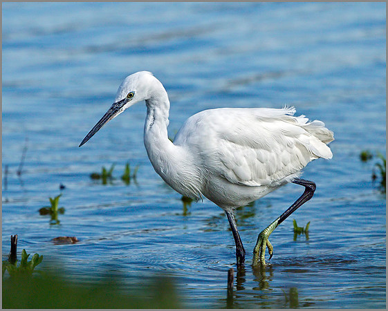 Little Egret (Egretta garzetta), Anglesey, April 2014