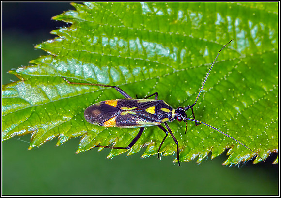 Mirid Bug (Grypocoris sexguttatus), Trench Wood NR, 17 July 2012