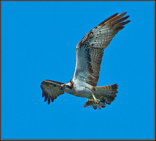 Osprey, Upton Warren NR, 07 September 2012
