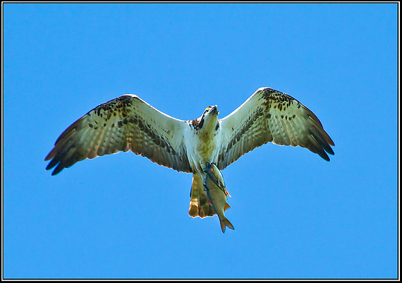 Osprey, Upton Warren NR, 07 September 2012