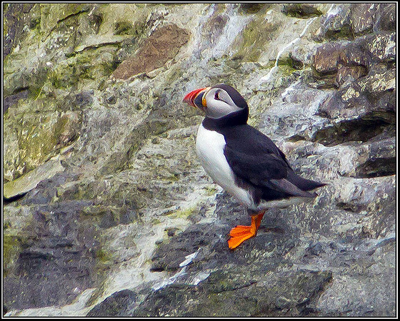Puffin, Anglesey, 12 May 2011
