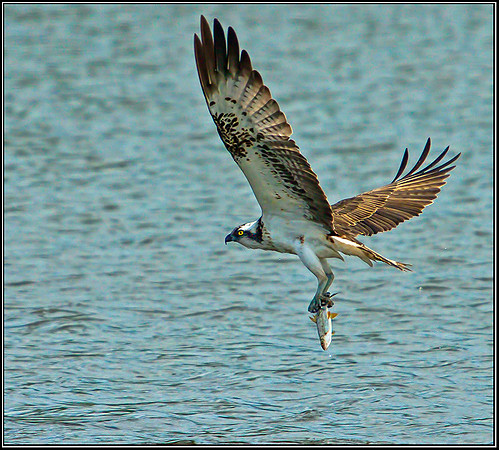 Osprey, Upton Warren NR, 05 September 2012