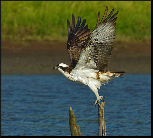 Osprey, Upton Warren NR, 05 September 2012
