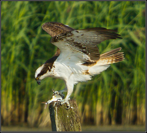 Osprey, Upton Warren NR, 05 September 2012