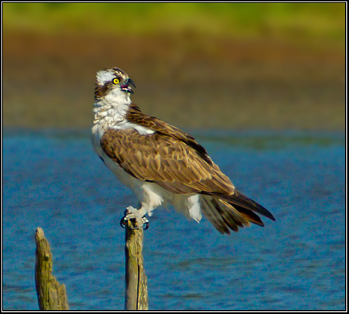 Osprey, Upton Warren NR, 05 September 2012