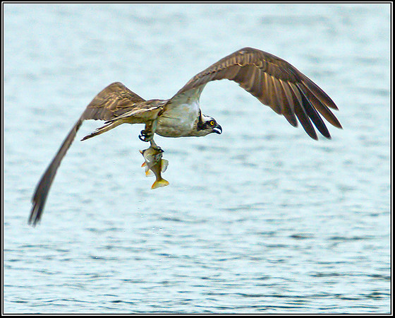 Osprey, Upton Warren NR, 10 September 2012