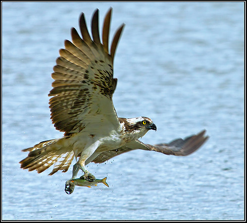 Osprey, Upton Warren NR, 10 September 2012