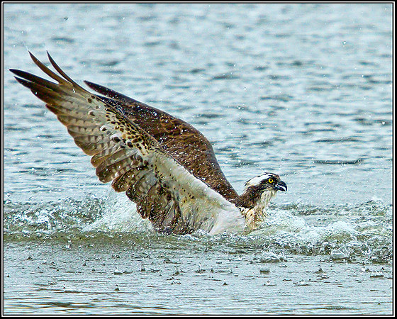 Osprey, Upton Warren NR, 10 September 2012