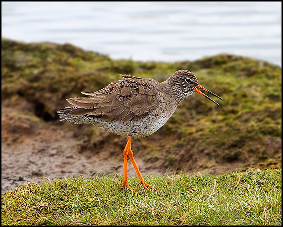 Redshank, Upton Warren Flashes, 04 April 2010