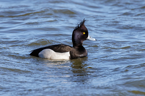 Tufted Duck - Aythya fuligula, Slimbridge WWT, February 2022