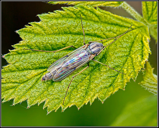 'Chironomid' Midge, Upton Warren NR, 09 May 2012