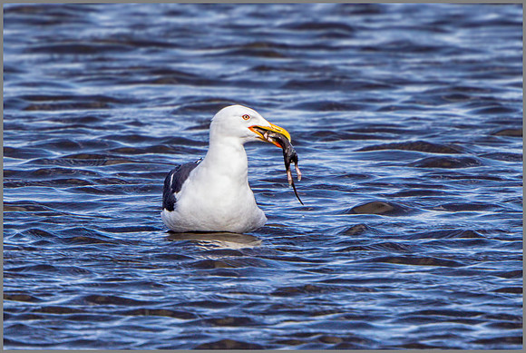 Lesser Black-backed Gull (Larus fuscus), Upton Warren NR.