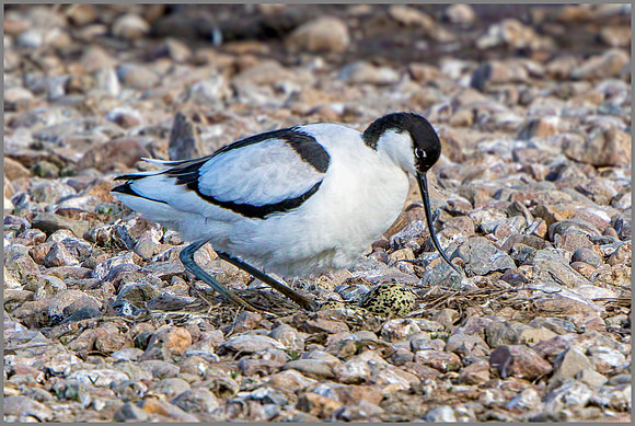 Pied Avocet (Recurvirostra avosetta), Upton Warren NR.